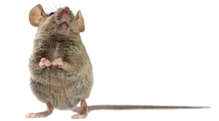 mouse-pest-control-exterminator-service-in-michigan